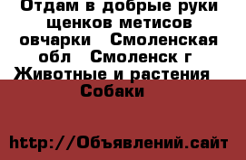 Отдам в добрые руки щенков метисов овчарки - Смоленская обл., Смоленск г. Животные и растения » Собаки   